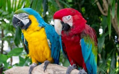 Exotic Tropical Birds